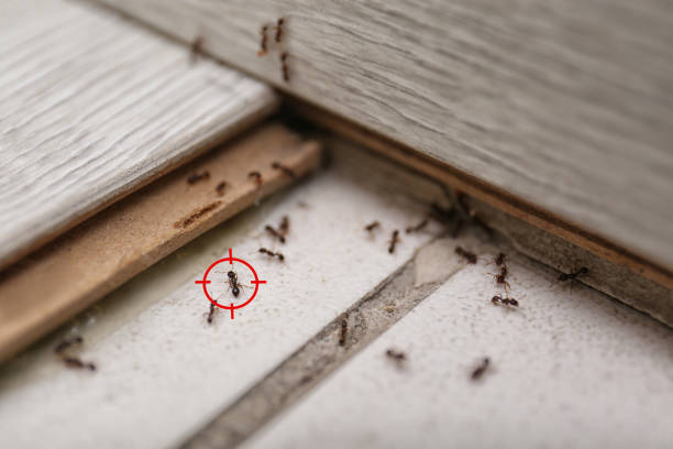 Wildlife Control Services in Massapequa Park, NY